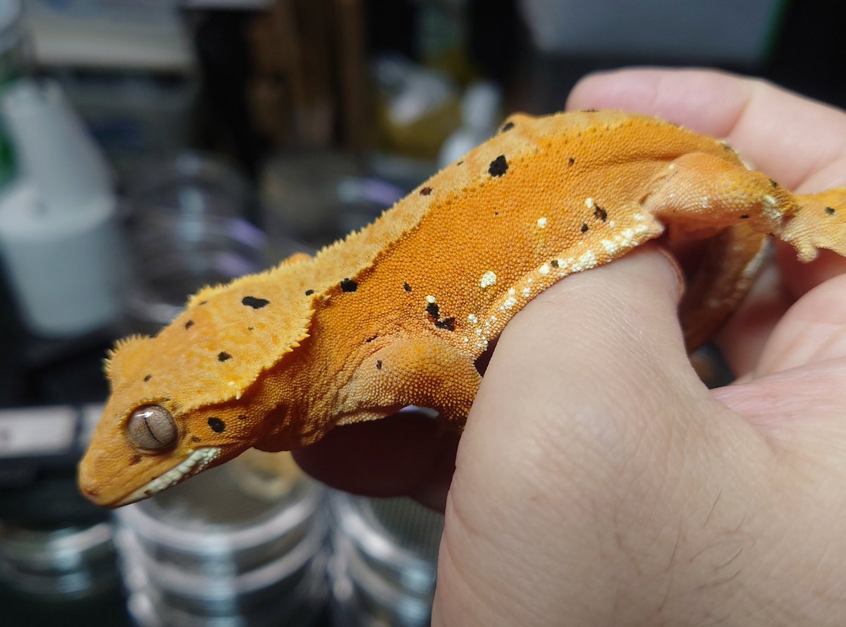 BB Gecko's@近畿レプタイルズマーケット【3/1】 tweet media