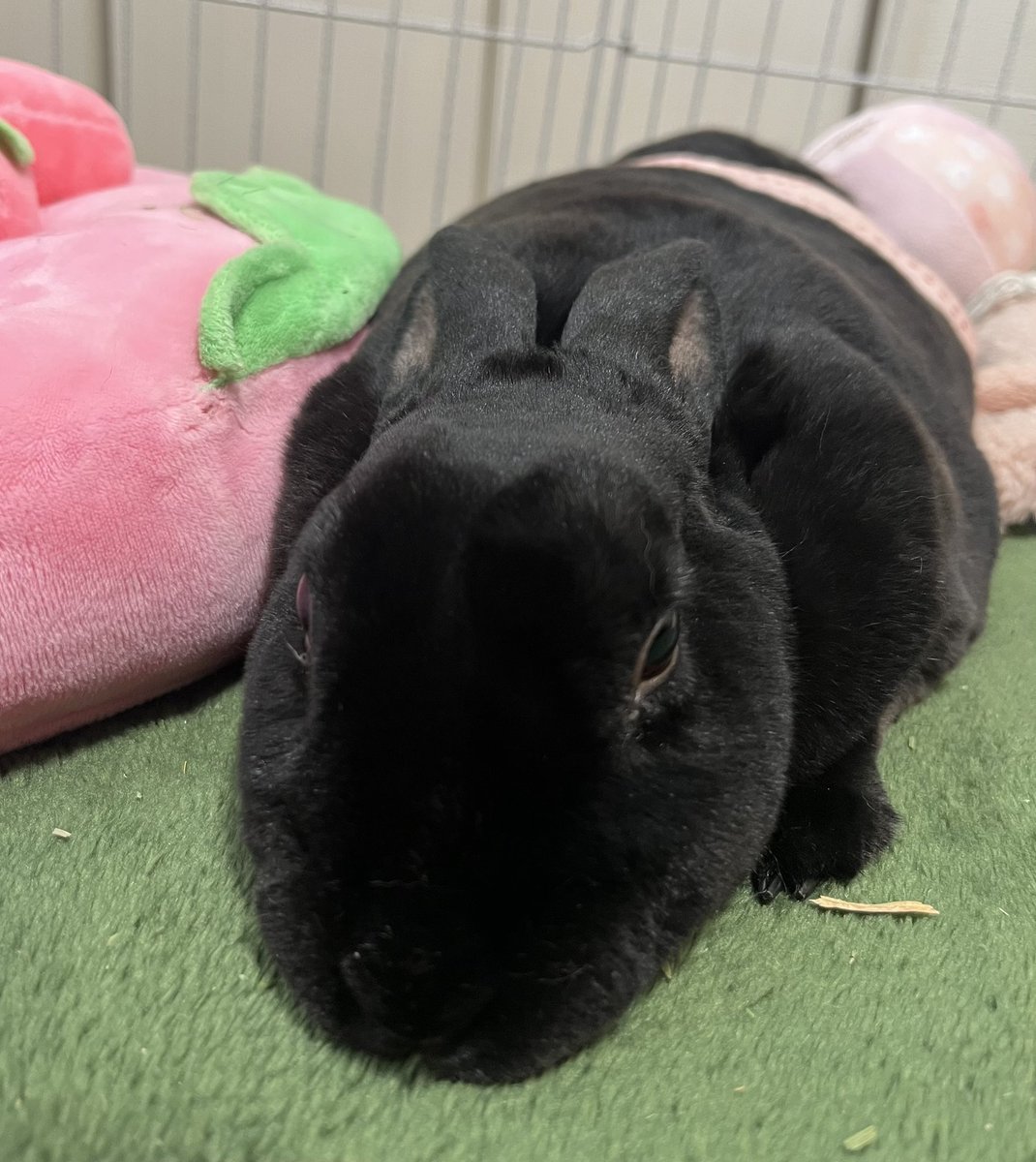 MiniRex🐰 tweet media