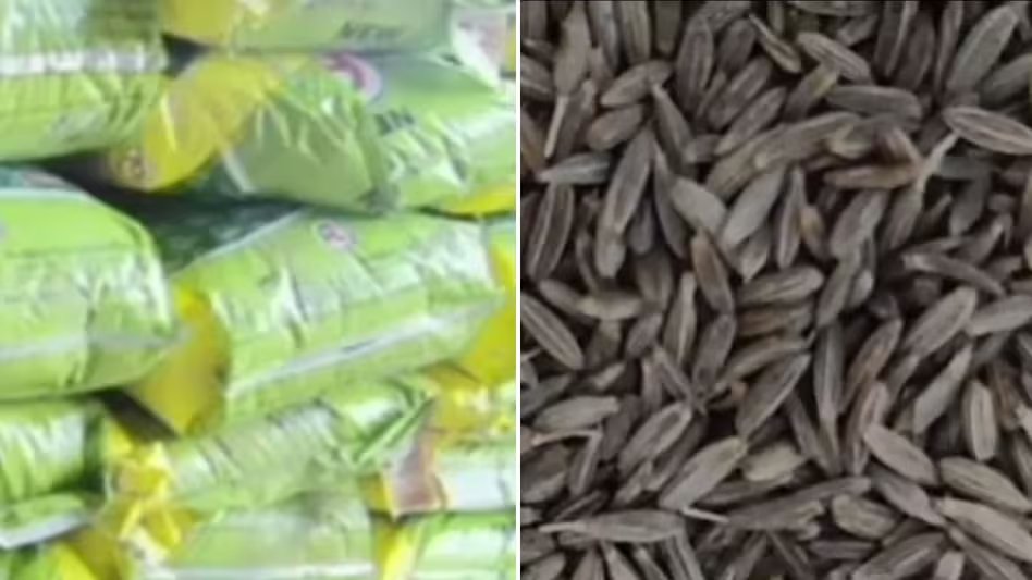 मिलावटखोरों का खतरनाक खेल... सीमेंट-केमिकल से तैयार हो रहा था नकली जीरा, फैक्ट्री में मिला स्टॉक

 ग्वालियर में पुलिस ने मिलावटी मसालों के बड़े रैकेट का भंडाफोड़ किया है. ट्रांसपोर्ट नगर के एक कोल्ड स्टोरेज से 46 बोरियां नकली जीरा जब्त किया गया. जांच में सामने आया कि सौंफ जैसे