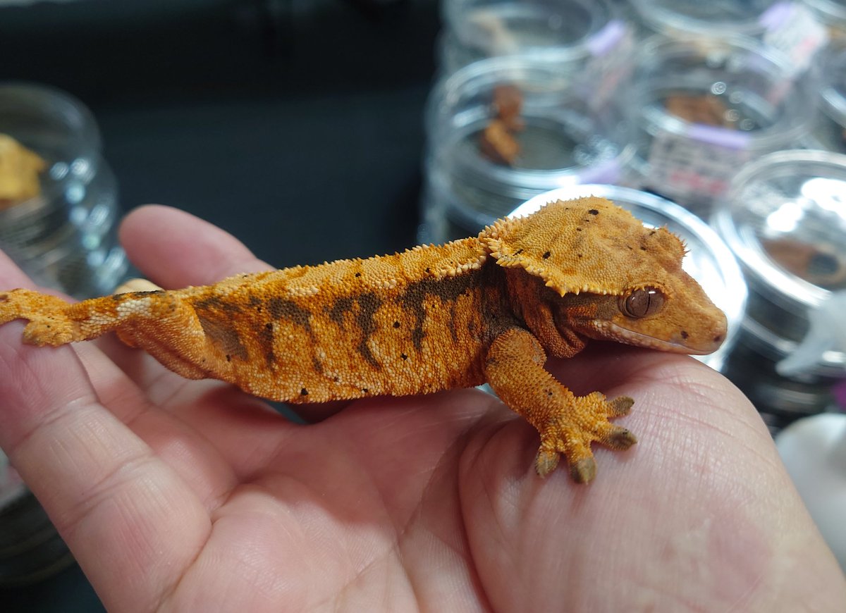 BB Gecko's@近畿レプタイルズマーケット【3/1】 tweet media