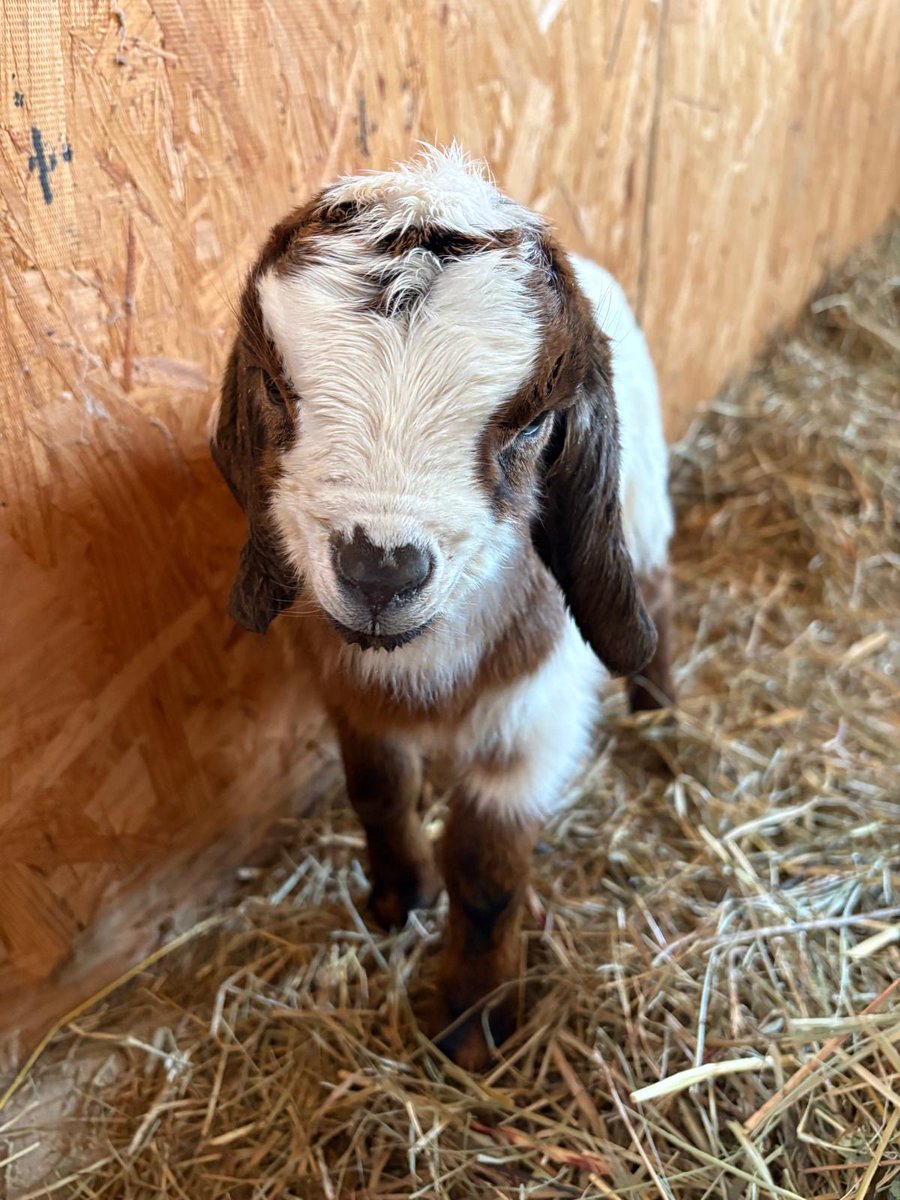 LaurasMerc's tweet photo. Mt folly baby goats are here! https://t.co/Cpainx8cKN