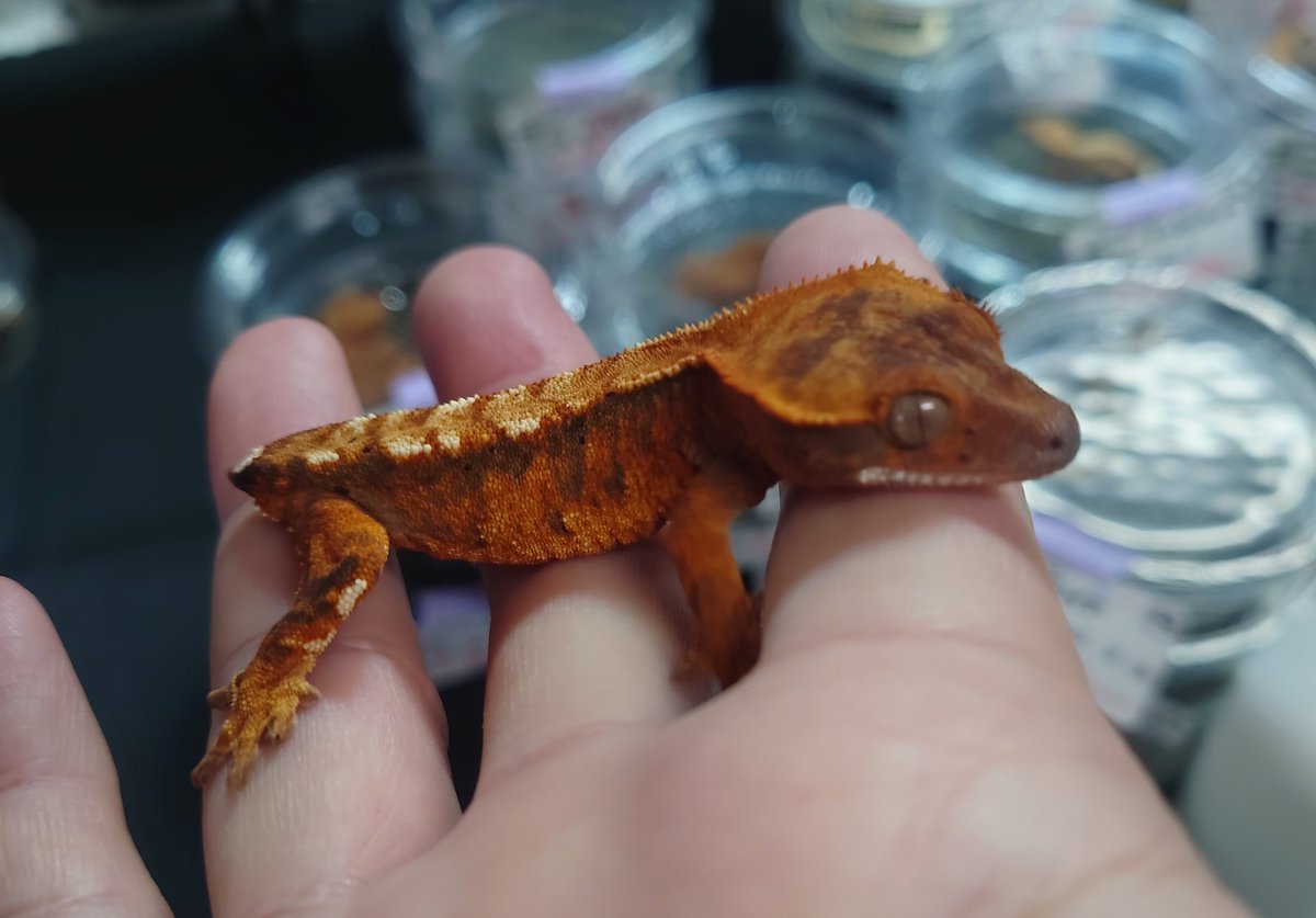 BB Gecko's@近畿レプタイルズマーケット【3/1】 tweet media