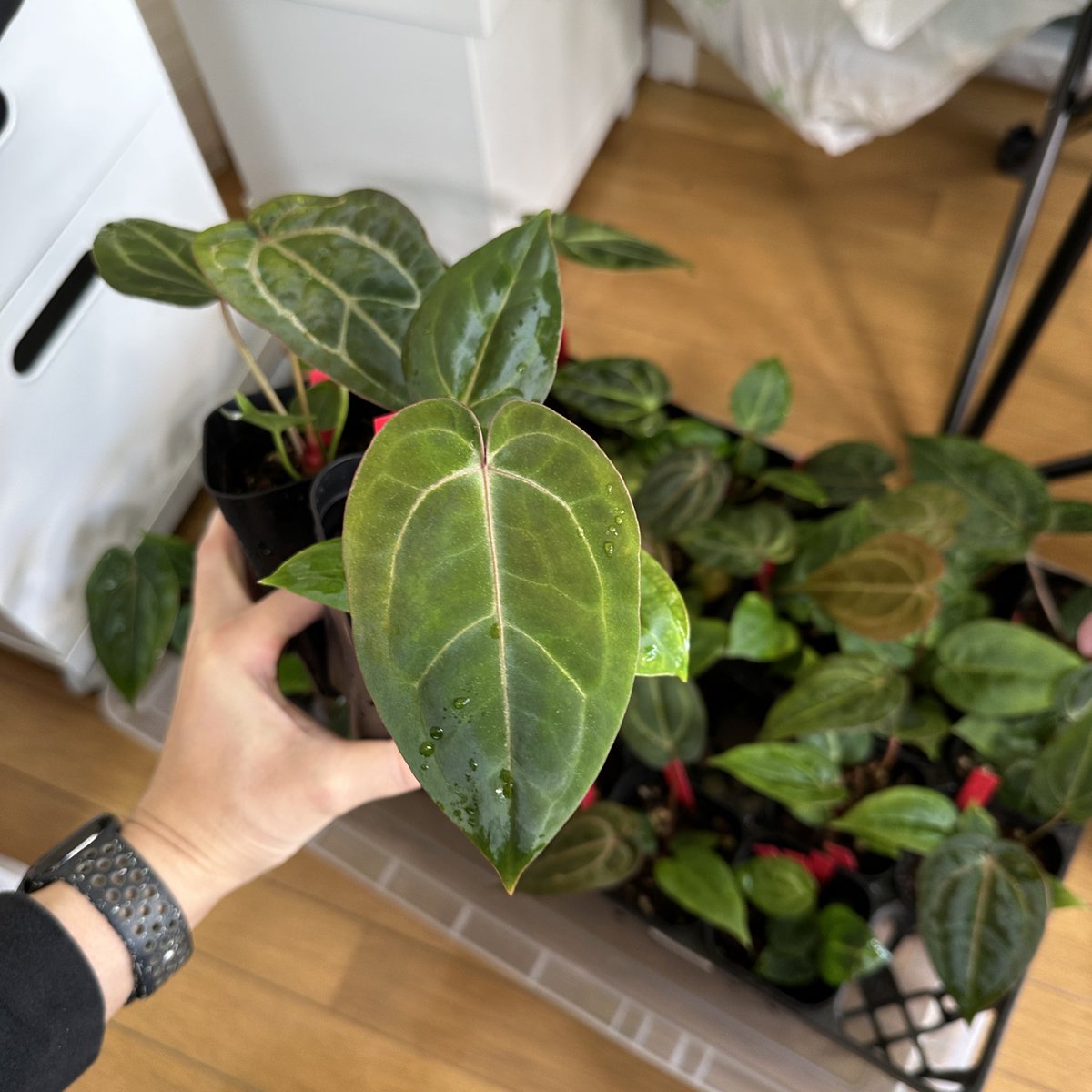 Masaya (@masaya_zxrs) / Posts / X