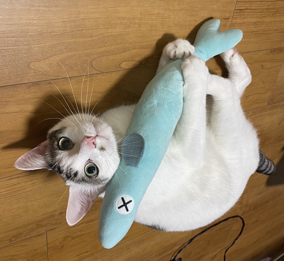 PasMe_'s tweet photo. ゑ、キャットモデルの方？ https://t.co/Kcp2qLsxch