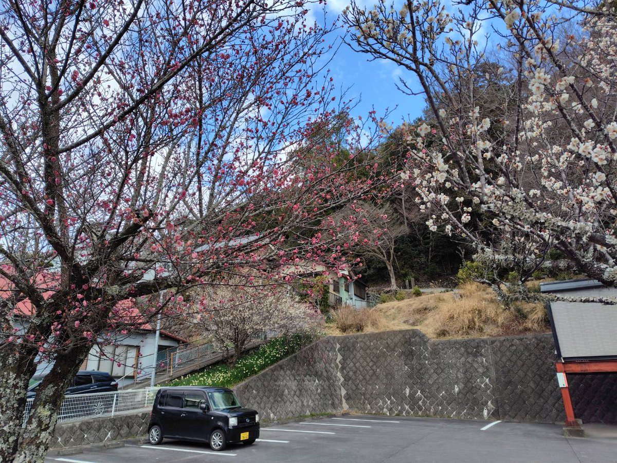 hiroshige_____'s tweet photo. お店近くの梅が咲いてました🎀#企業公式相互フォロー #修善寺和食 #修善寺蕎麦 https://t.co/hPNO3AOYt0