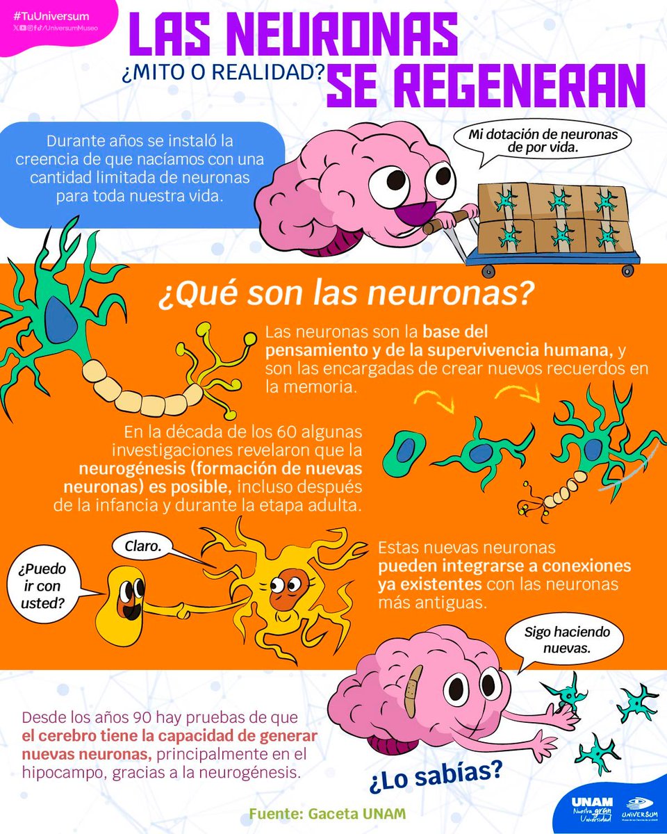 UNAM_MX's tweet photo. En la década de 1960, algunas investigaciones empezaron a mostrar lo que la ciencia terminaría por comprobar en los años 90: el cerebro puede generar nuevas neuronas 🧠.
Infografía de @UniversumMuseo 👇. https://t.co/elHCA6tlGX