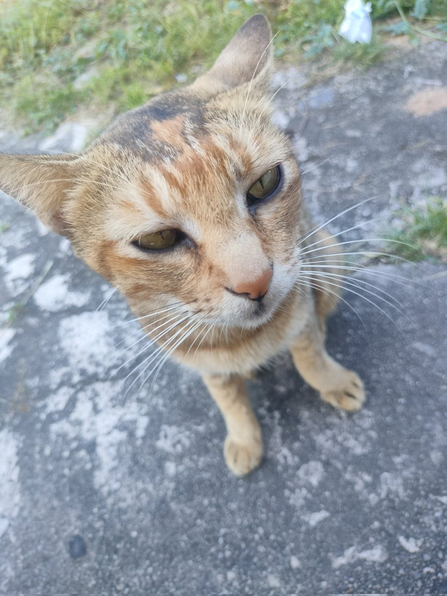 Skipper Lee tweet media