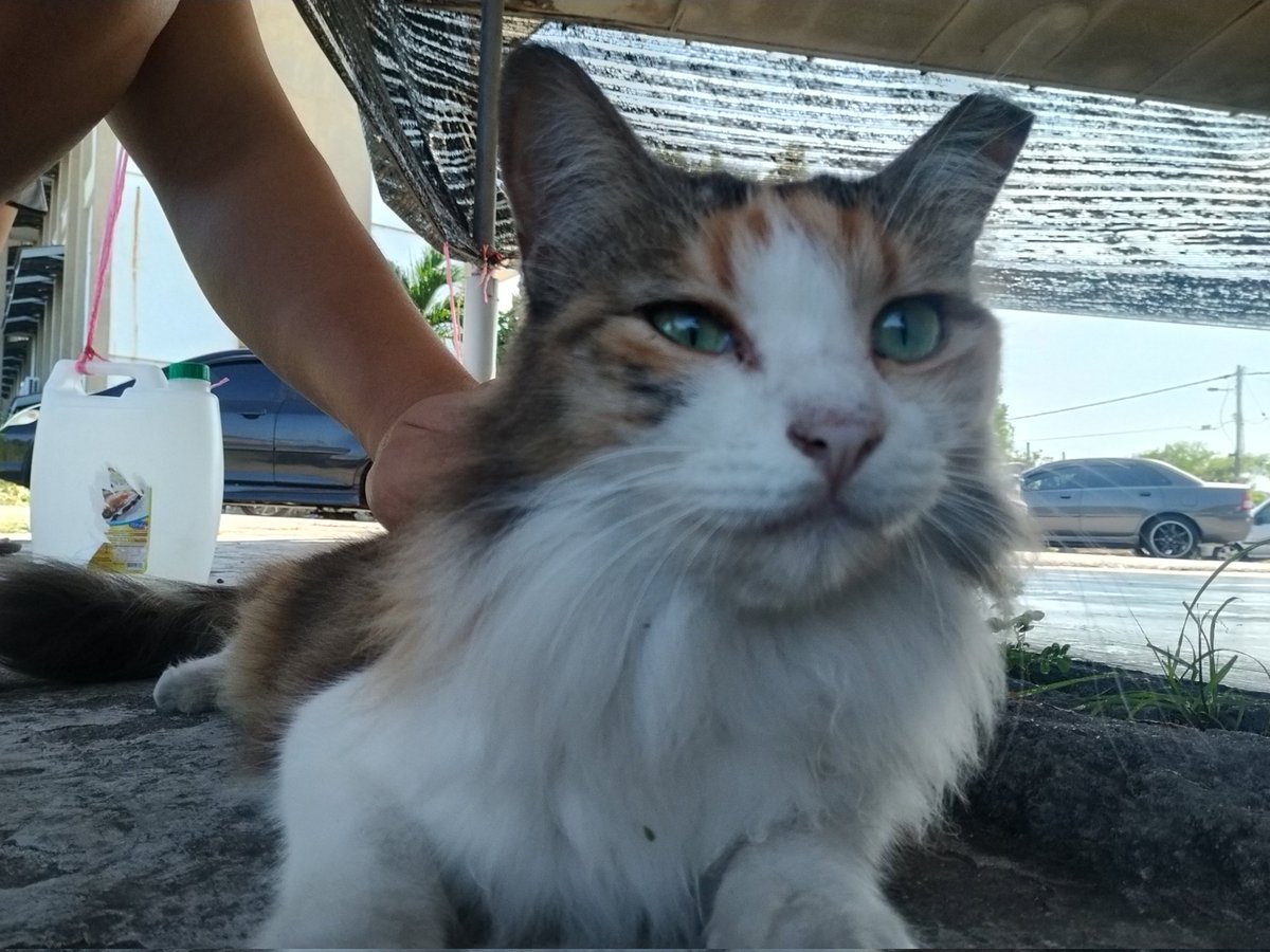 Skipper Lee tweet media