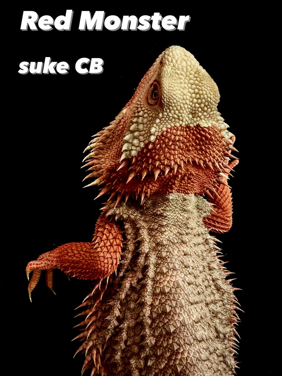 Red_Bearded_Dr's tweet photo. まだまだ
成長途中の

red monster
suke rep CB

我が家のsuke君
あんなに小さかったけど
一丁前になって来ました🤣

あえての脱皮途中

#redmonster
#sukerepCB
#フトアゴ
#ダークレッド
#レッドモンスター https://t.co/ZeFUqV5atW