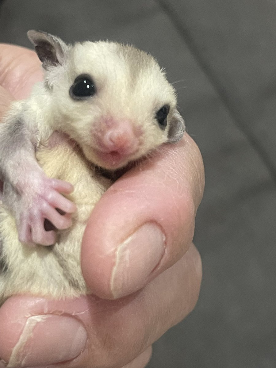 エキゾチックアニマル