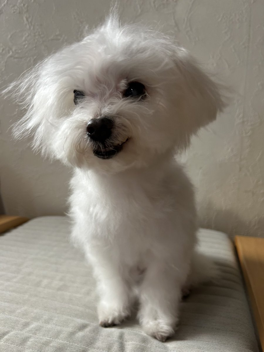 ハ二力ム tweet media