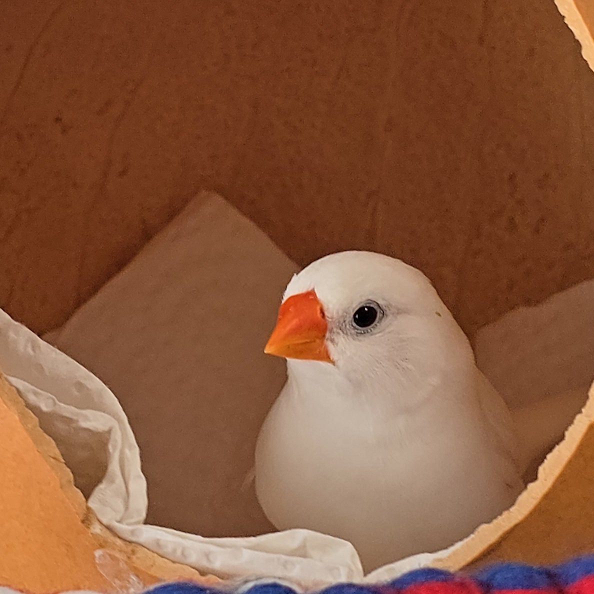 あの、可愛いところ大変申し訳ないんだけどお家帰ってもらってもいいでしょうか