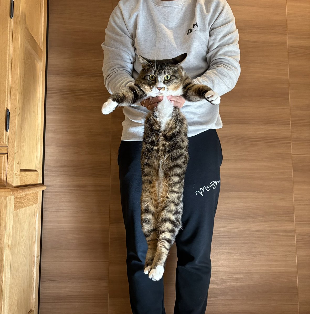 fuji_ayako's tweet image. 今世で初めて持ち上げられた猫