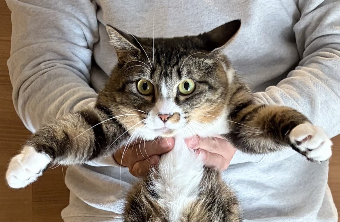 fuji_ayako's tweet image. 今世で初めて持ち上げられた猫