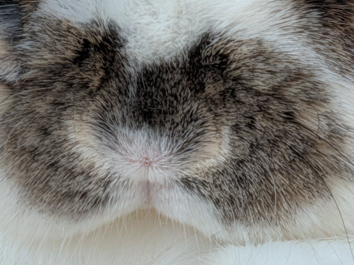 もも♀🍑@うさぎパパ (@momorabbit21) / Posts / X