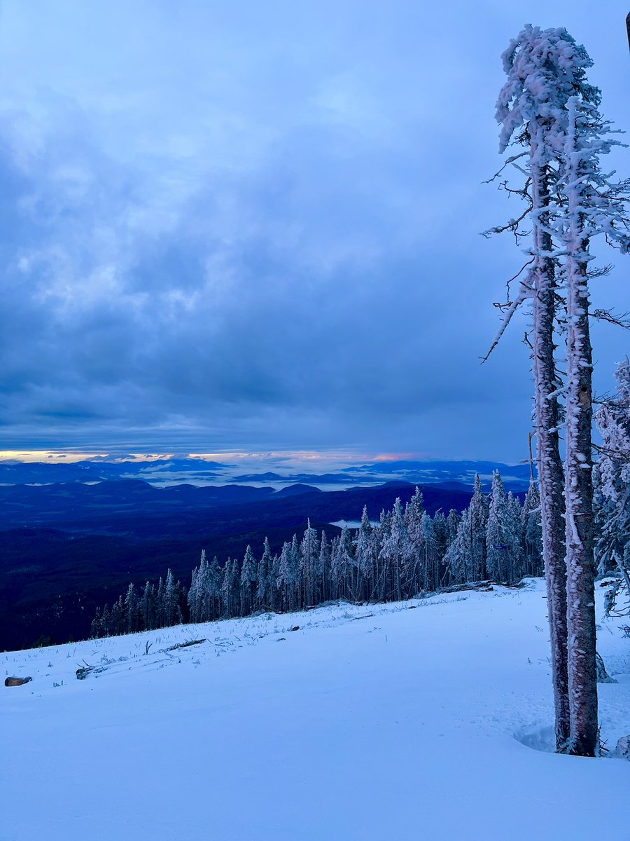 Don Pawluk tweet media