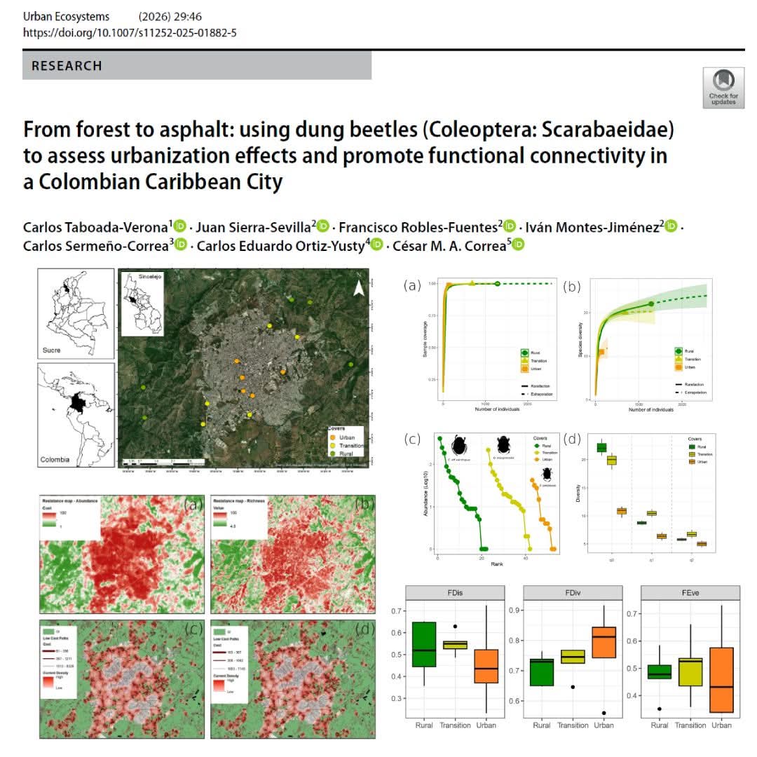 Nuevo paper 🌎🪲🏙️ 
link.springer.com/article/10.100… #UrbanEcology #DungBeetles