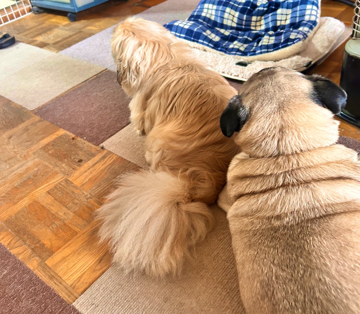 OFUKU_Happy's tweet photo. 静かにはっぴー氏のおしりで暖を取るおふくちゃん🍑🐶🔥  #パグ  #ペキニーズ https://t.co/ZxO83ymVDg