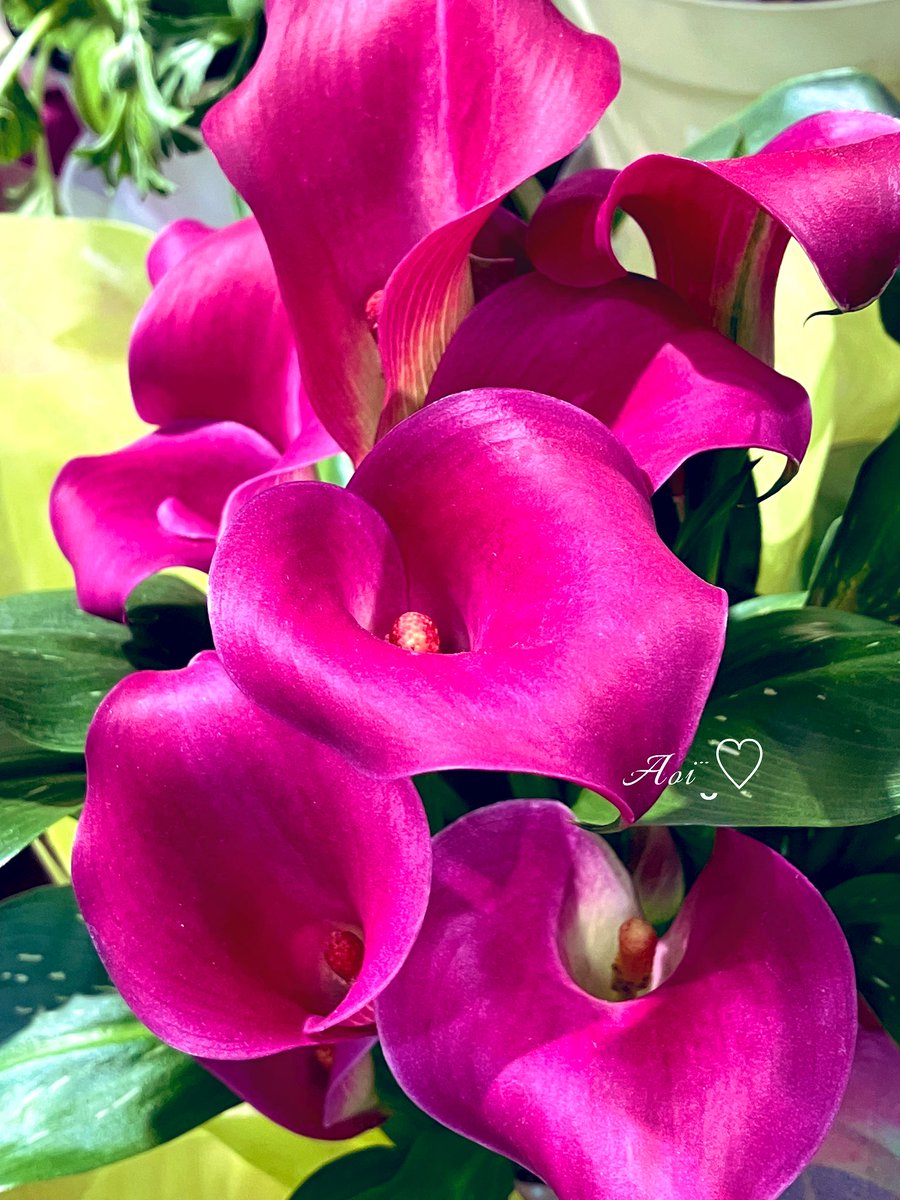 うぱさんさま　ご相談ページ（持てるよくまさんセミオーダー） クマじいさん (@3UX7LKEdlvRVTTK) / Posts / X