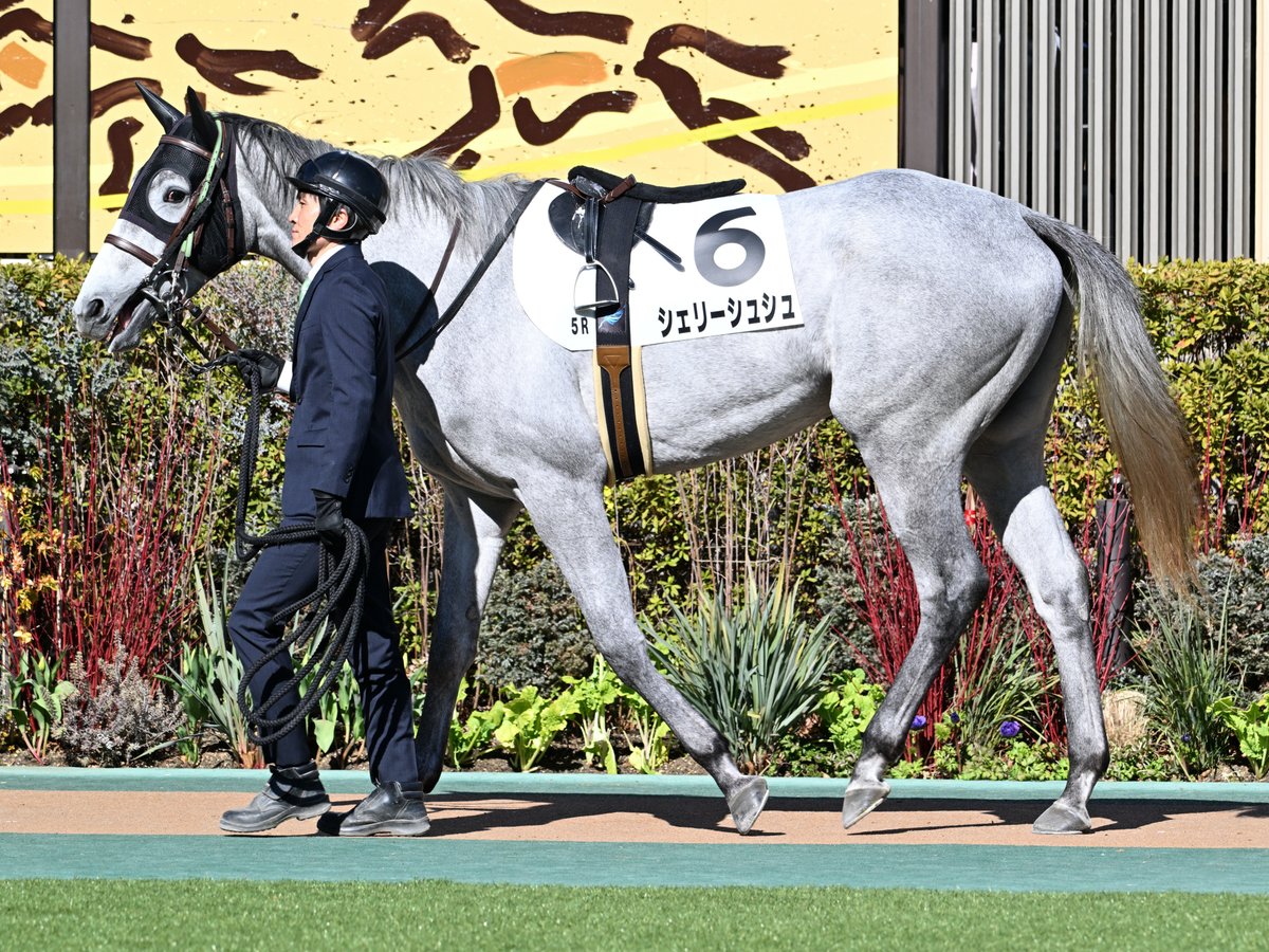 シェリーシュシュ チラッ チラチラッ