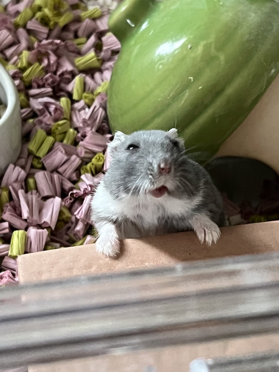 ハムスターの画像貼り付け場 Community on X - 7.0K Members