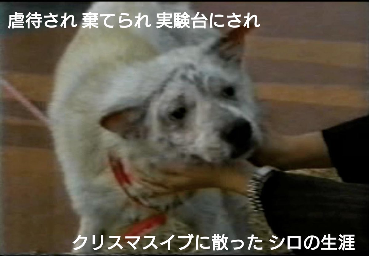 実験犬シロのねがい

あなたは知っていますか？
棄てられた犬がどうなるか…

飼い主に虐待され
棄てられ
実験台にされ

奇跡的に保護されたけど
クリスマスイブの夜
僅か二年の生涯を終えたシロ

シロが投げ掛けた
動物実験の残酷さ 非道さ
私達はシロの願いに応える義務がある