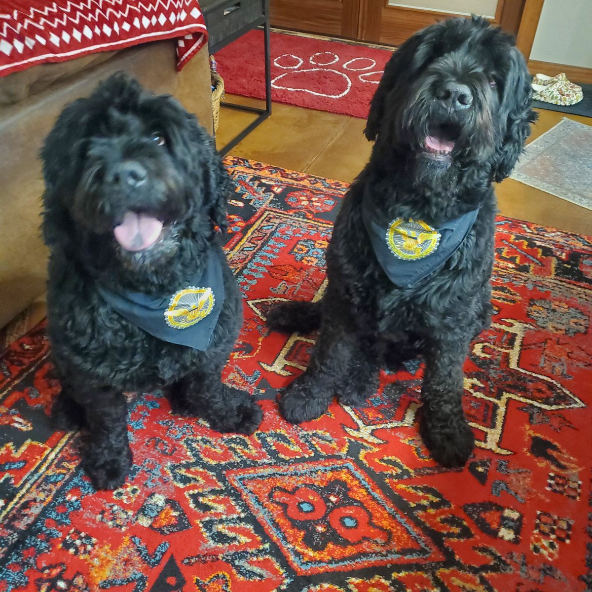 <a href="/OGA_Ron/">Ron Moeller</a> the pups sporting their <a href="/SecWar/">Secretary of War Pete Hegseth</a> swag. 😊