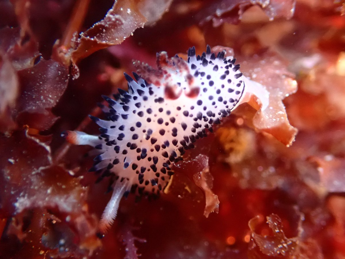 Veeley15's tweet photo. Slugs Vol. 19: Here is a really great photo I took today.  

Fun Fact, Sea slugs are simultaneous hermaphrodites so please use gender neutral pronouns. 

Pictured: Acanthodoris rhodoceras. (They/them) https://t.co/8zKKTHhSQL