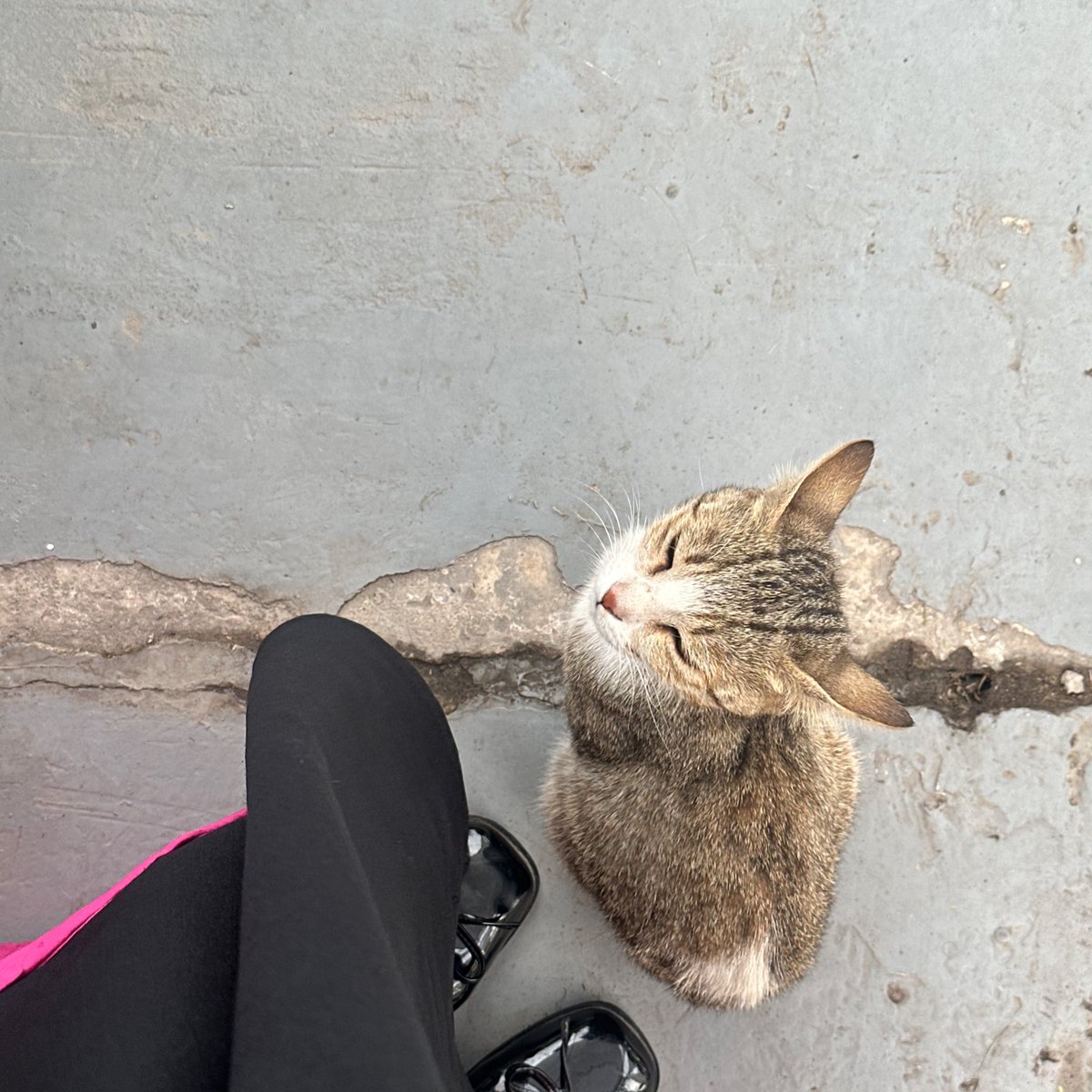aromalight9's tweet photo. خُضرة ورِفقة لطيفة 🪴🐈 https://t.co/A1OXmUheMG