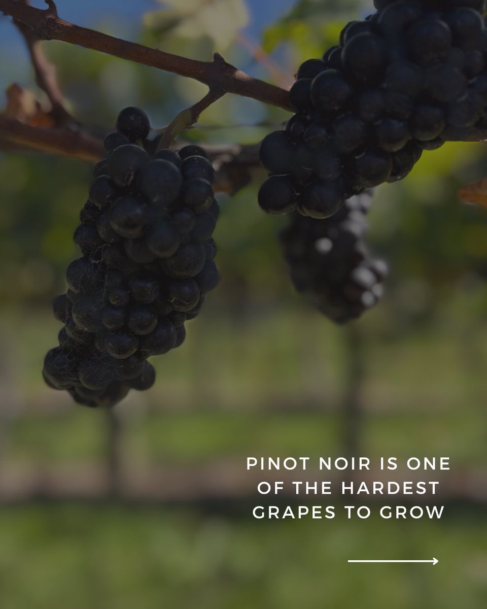 The Elder Pinot tweet media