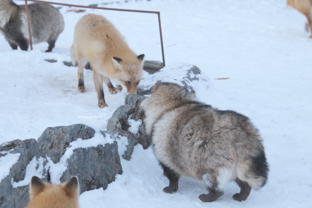 にらみあい #北きつね牧場