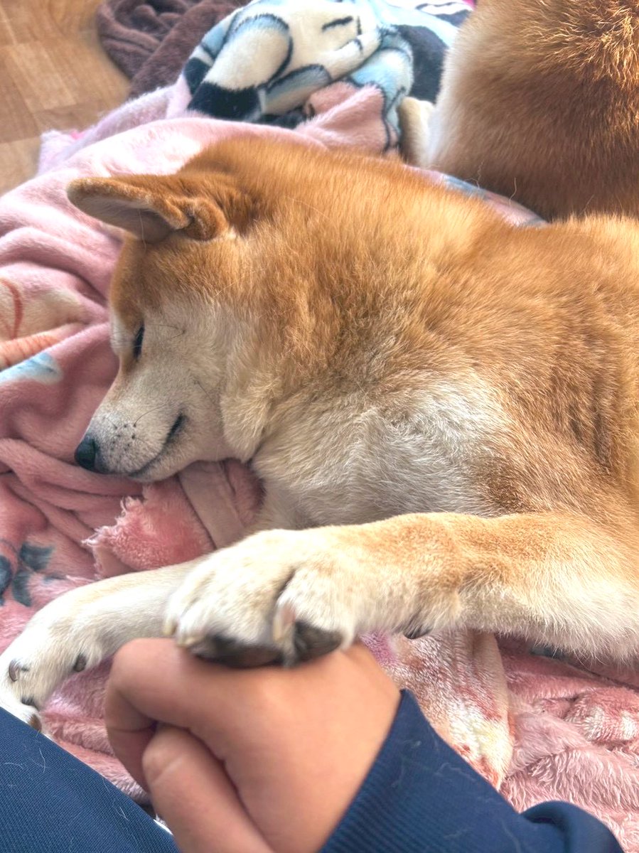 そっと手を押し返して拒否されてます。