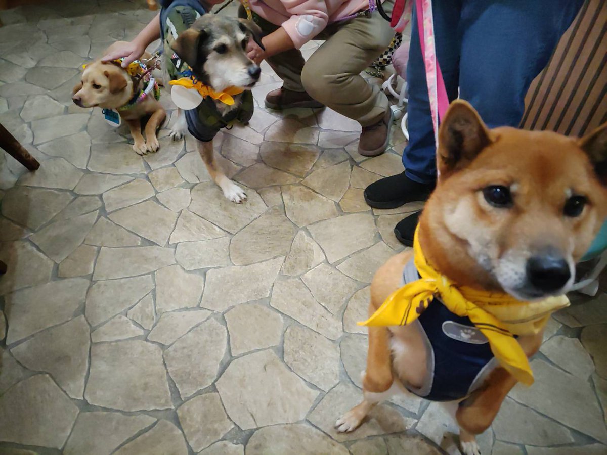 ちばわん(犬猫保護) tweet media