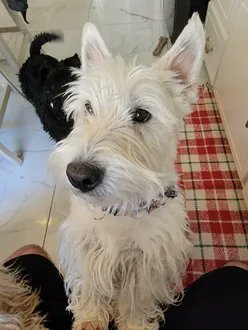 KeithOlbermann's tweet photo. CLOROX IS MISSING IN KEARNY, NJ. Last seen at Last seen: Midland Ave and Hickory St, Kearny, he's 18 pounds and chipped: 985141006297052. If you've seen or found him please call 888-466-3242 and PLEASE RT CLOROX! https://t.co/NP2MXmJuVz