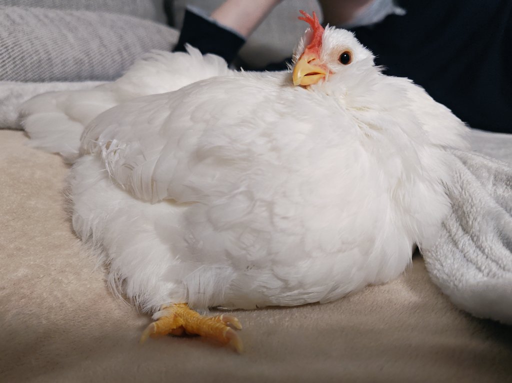 鳥を自慢するアカウント (@675tori) / Posts / X