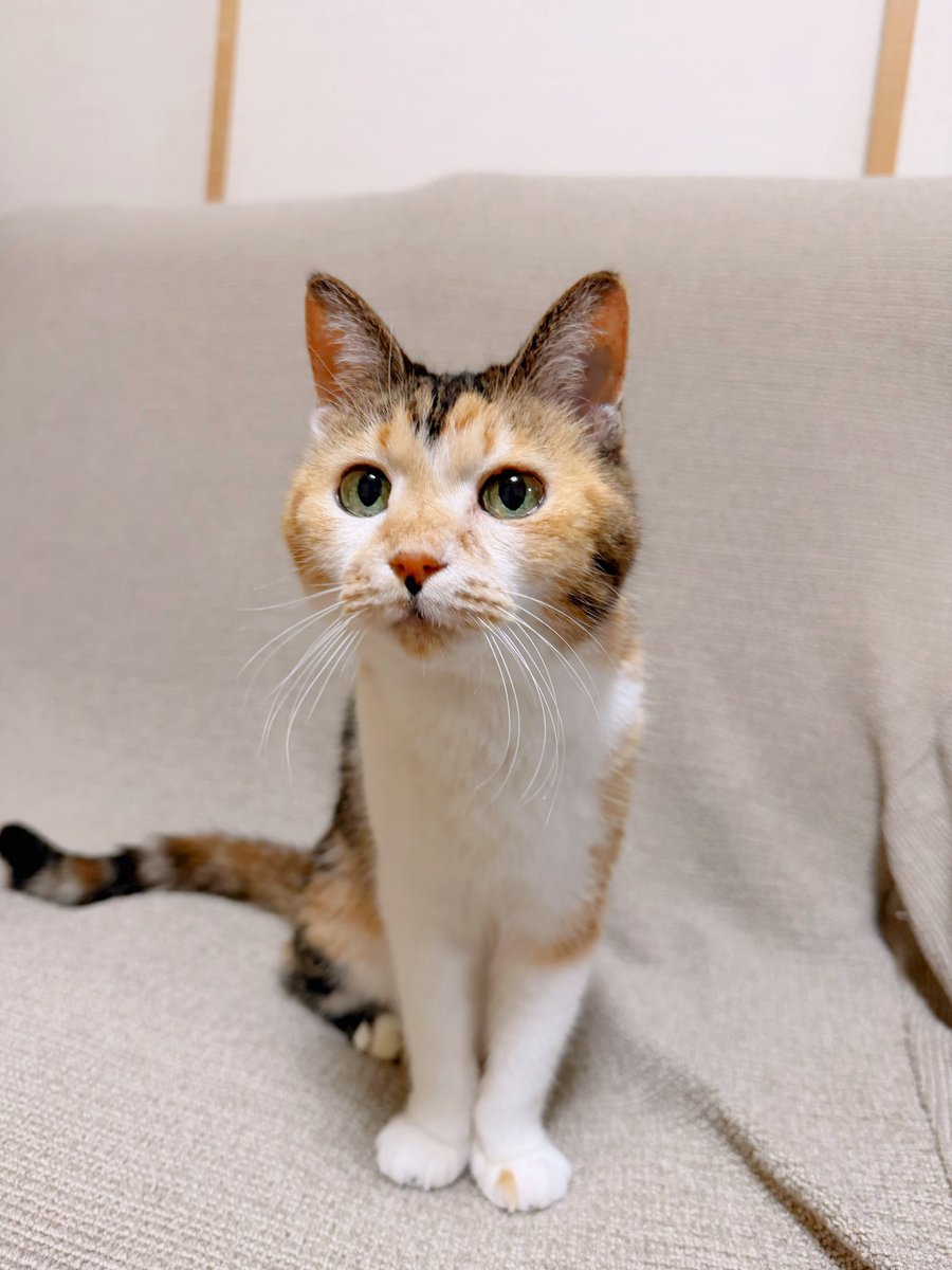 【すずか@万年おまとめ割 】イチゴ飴ネコちゃん#55&黒青ネコちゃん#41 Post by あめちゃん🐱 on X: 🐱