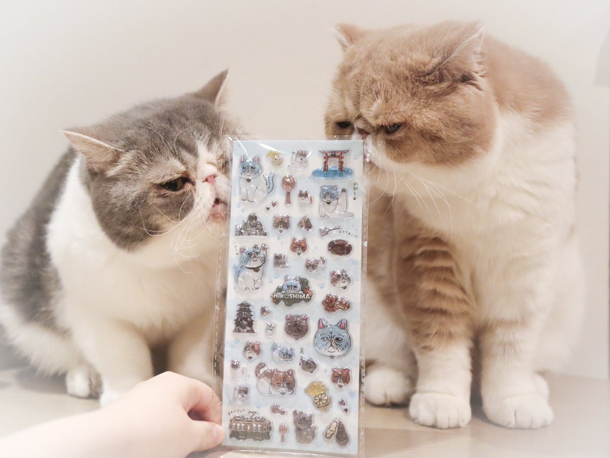 Poseidon_exotic's tweet photo. 今流行りのぷっくりシールをGET！
色味がポセイドンとプロメテウスみたい🤣

販売元:オイスターキャッツ
2/1〜2/22 の期間
広島のエキエ2F しま商店さんにて販売されるそうです☺️

 #PR  #エキゾチックショートヘア  #猫 https://t.co/lFBnZnjE3A