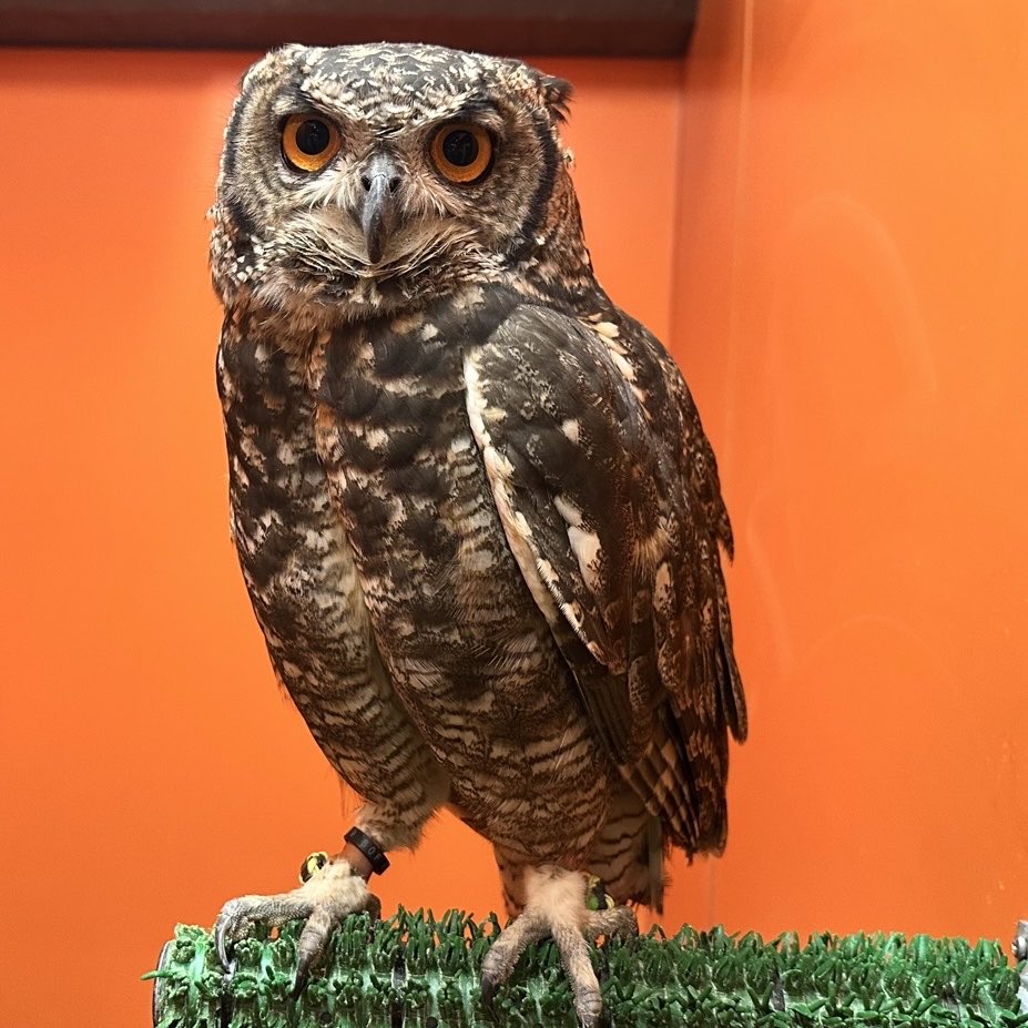 アフリカワシミミズク