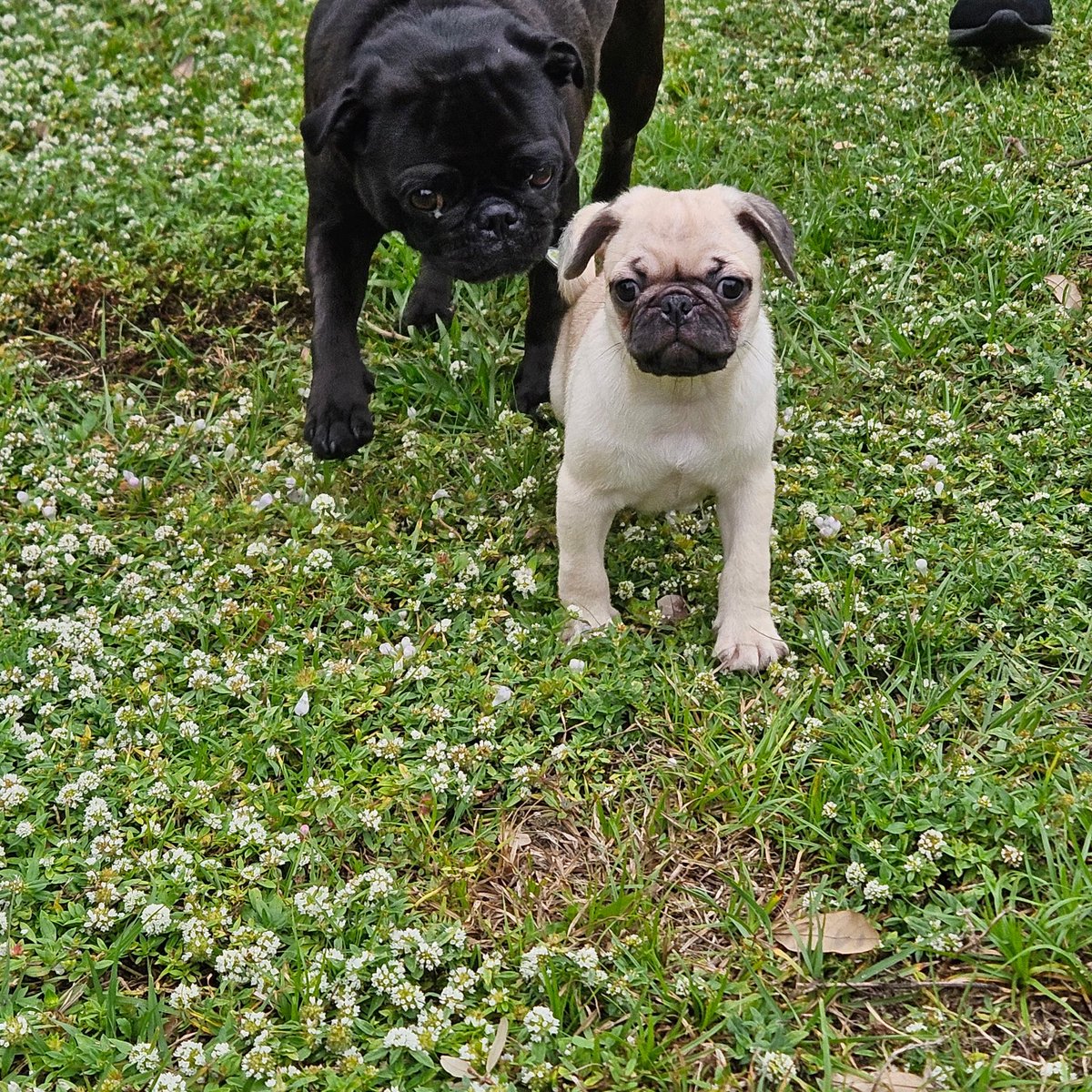 Angel Samantha Chichi tweet media