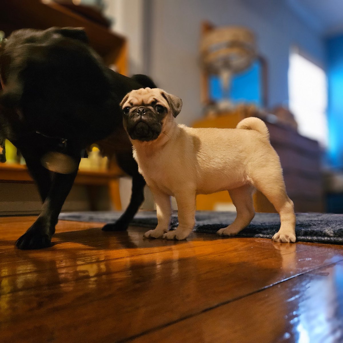 Angel Samantha Chichi tweet media