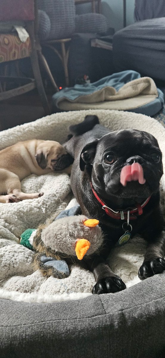 Angel Samantha Chichi tweet media