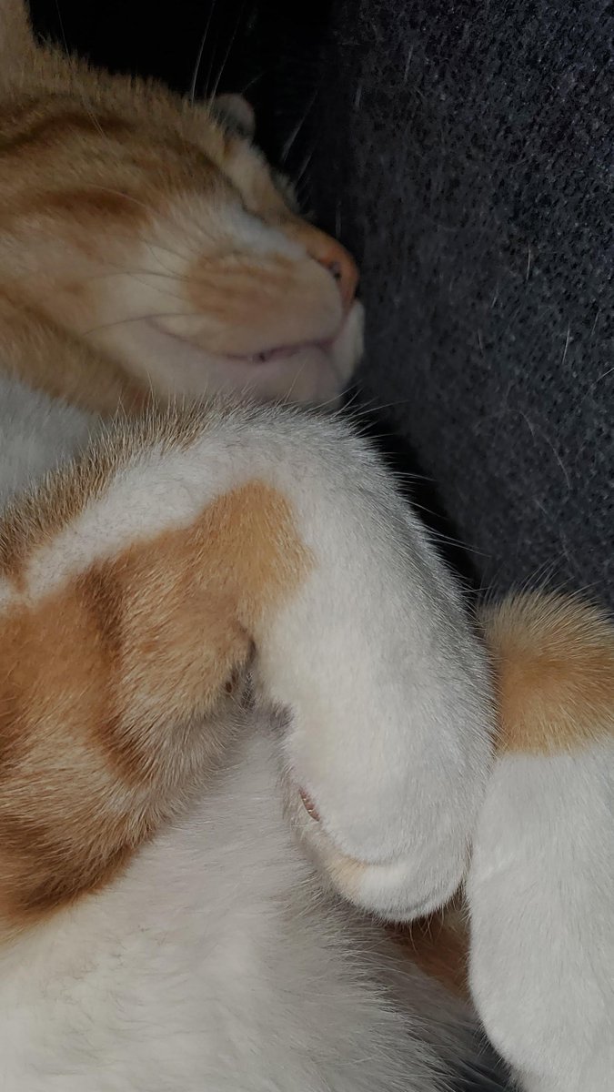 KwingsLetsPlays's tweet image. He likes being squashed - youtube.com/shorts/yGnpH2d…

#catstagram #WINTER #CatsOfTwitter #CatsLover #CatsOfX #CatsOnX #Cat #catnap #animal #AnimalCrossing #AnimalLovers #pets #youtubeshorts #shorts #vlog #Reels #instagramshow #TikTok

@KwingReviews
@KwingsPLUSUltra