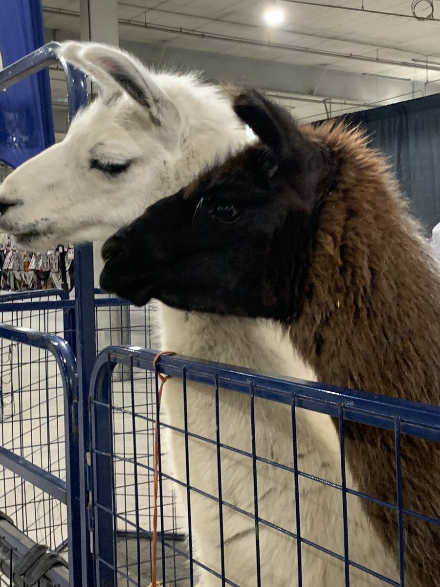 StarsHockey9's tweet photo. Petting zoo https://t.co/lTQ6E8XTe6