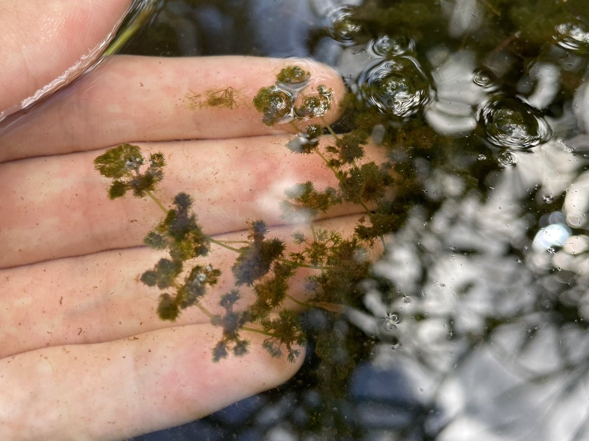 麗しの乙女フラスコモ。昨年は何故か一本も生えていませんでした…