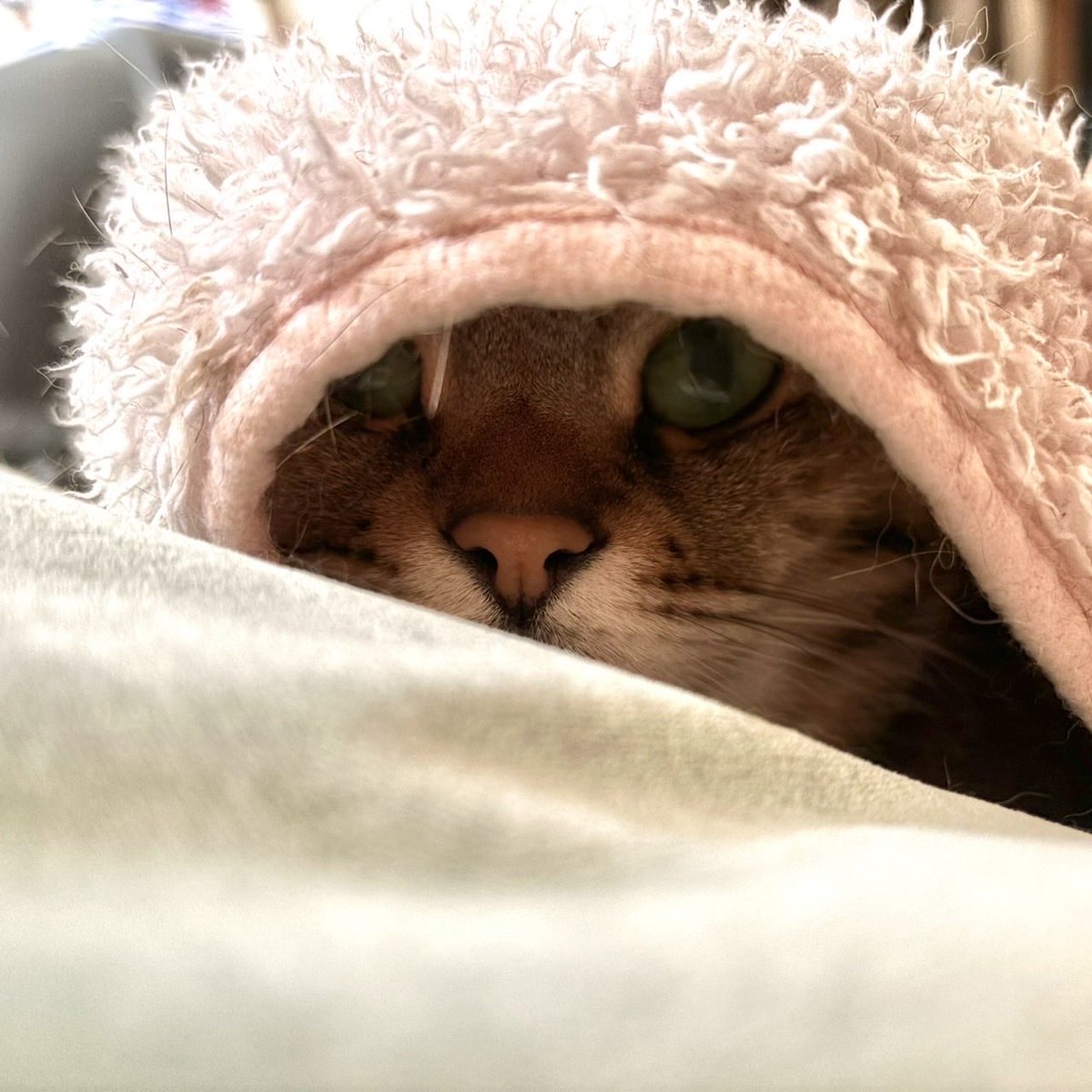 こんにちは♪

「覗いてました😂」

＃日曜日 ＃にゃんち曜日 ＃猫のいる幸せ ＃猫可愛いね ＃猫 #きじとら