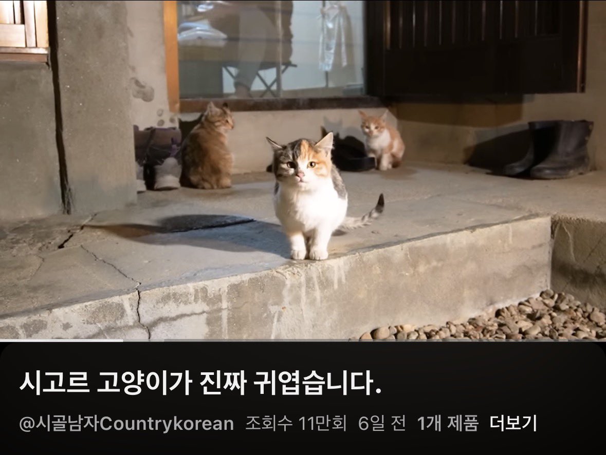 시고르 고양이가 진짜 귀엽습니다.