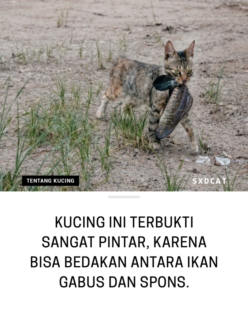 🇮🇩 Yanti 🇮🇩 tweet media