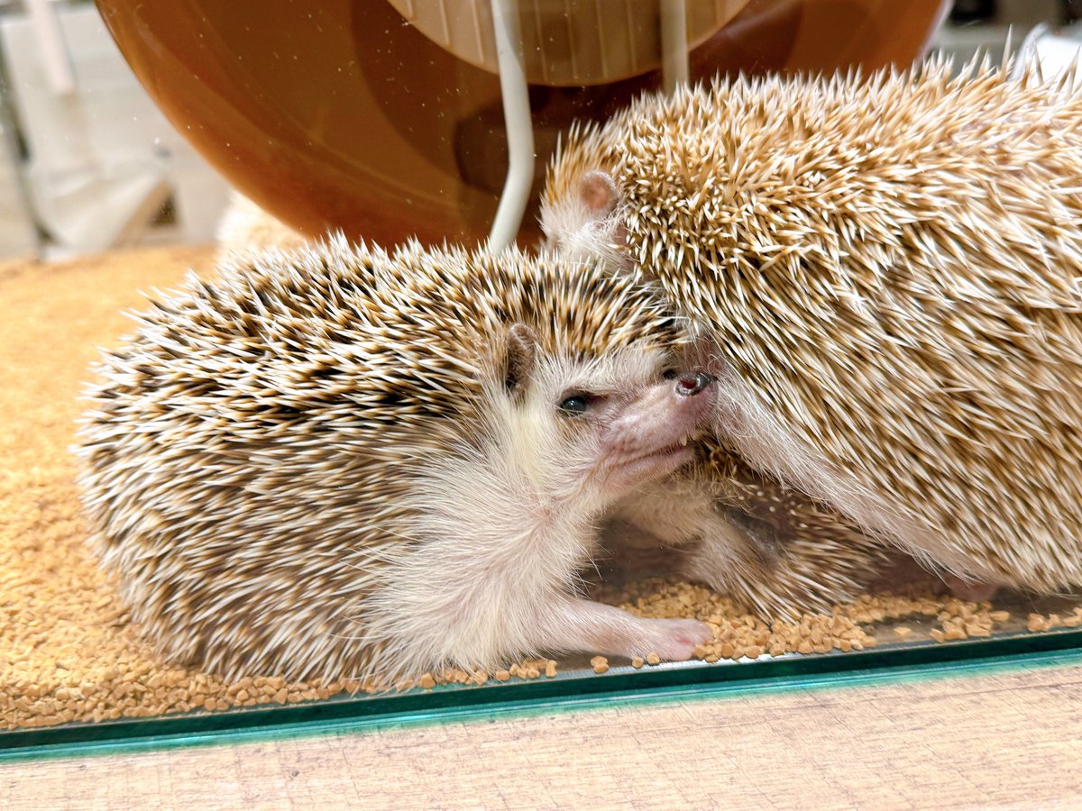 ぎゅうぎゅう詰めなハリネズミちゃん🦔 ただいまのお時間ご予約なし