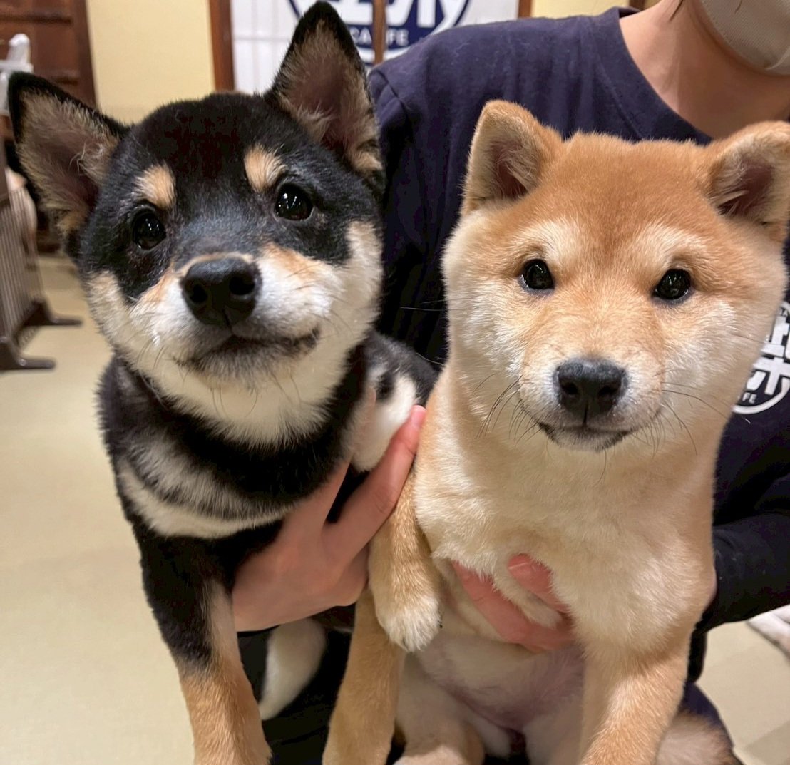 浅草の豆柴カフェ (@asakusa_mshiba) / Posts / X