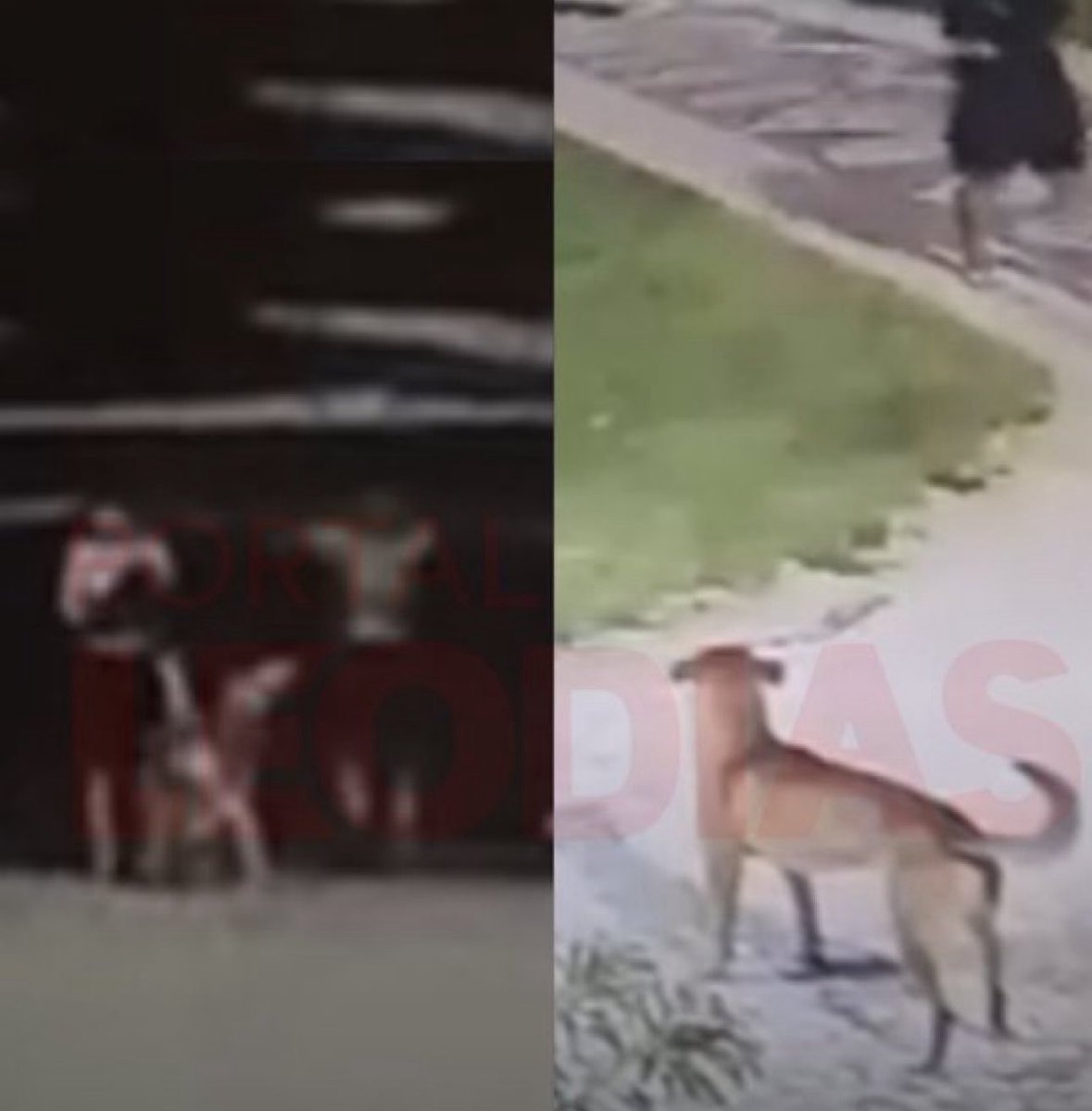 Essa 2ª imagem quebra qualquer um que tá acompanhando esse caso, segundos antes dos psicopatas pegarem o cão caramelo pra afogarem ele na praia. Quem viu o vídeo viu que ele é mansinho e só aceitou. Ele ainda veio brincando, mais um que esperava ganhar carinho e ganhou violência.